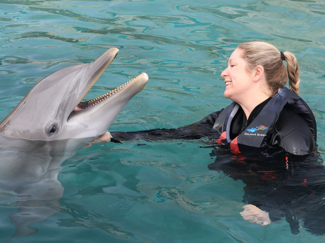 Dolphin Quest-Sandys Parish必去景点