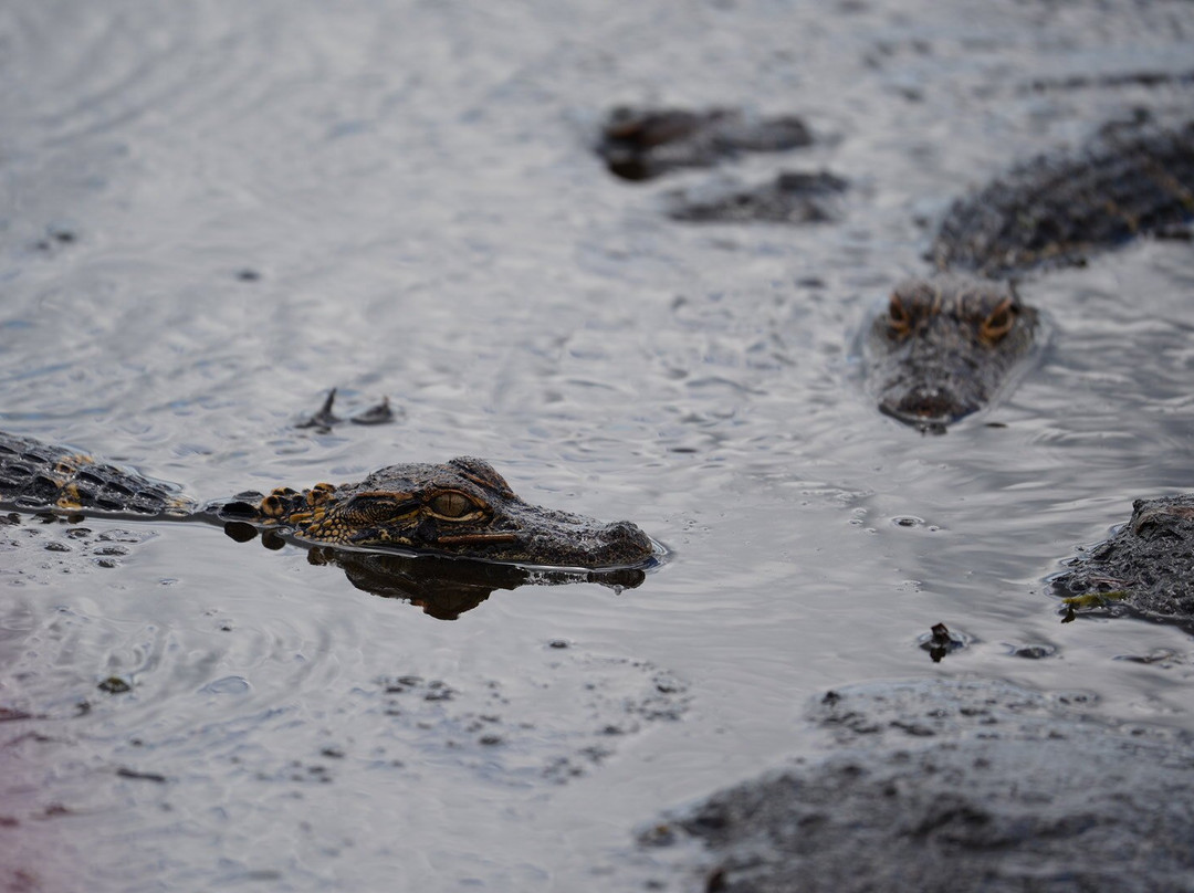Airboat and Gator Charters-De Leon Springs必去景点