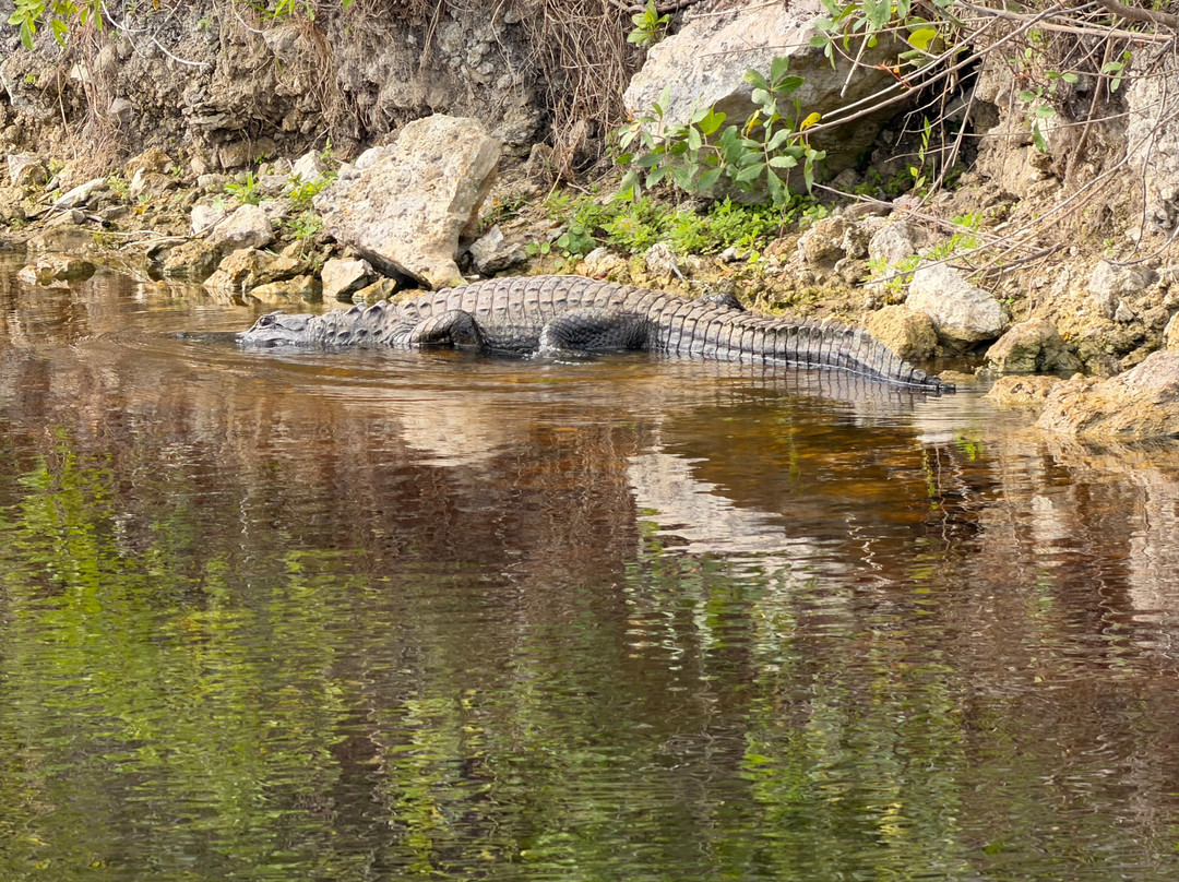 Everglades Swamp Tours-Everglades Wildlife Management Area必去景点