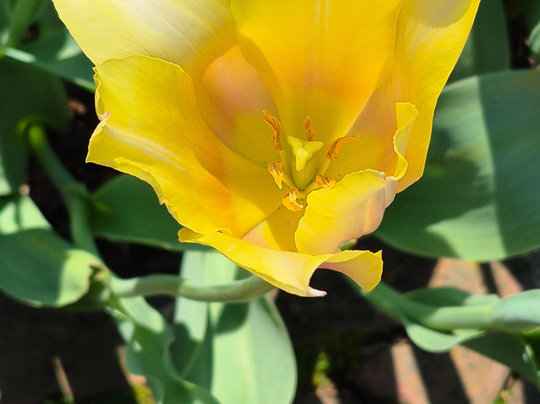 Longwood Gardens-肯尼特斯奎尔必去景点
