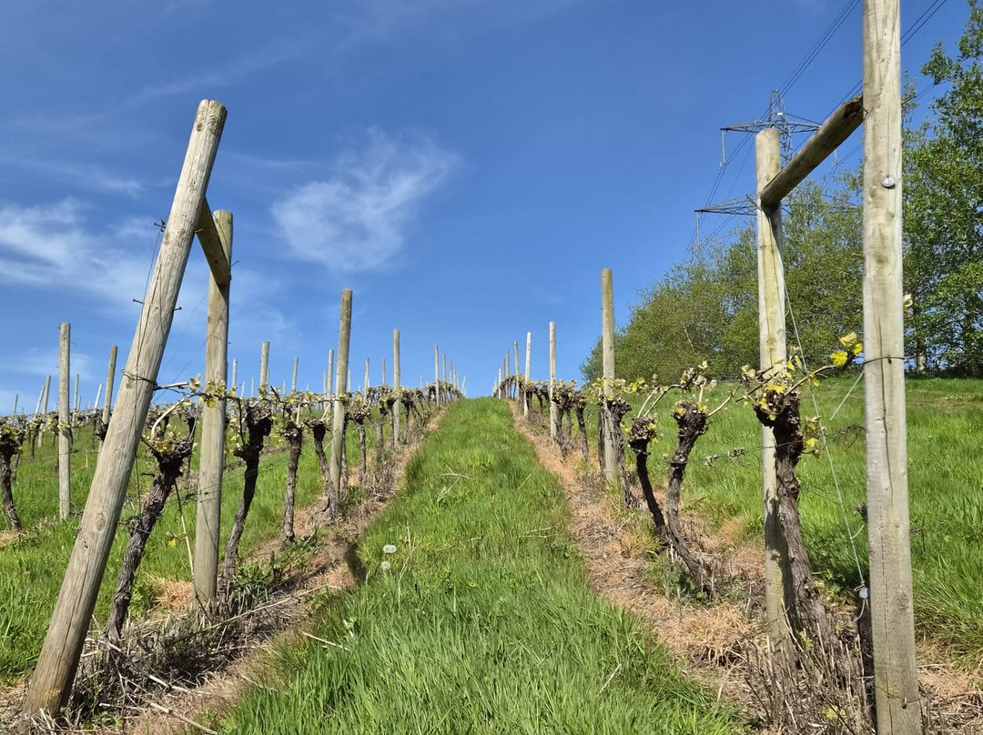 Huxbear Vineyard-Hennock必去景点