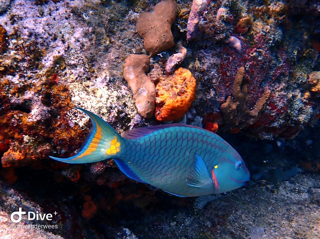 Blue Odyssey Diving-Marigot必去景点