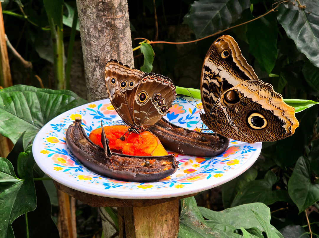 Butterfly Garden at Selvatura Park-蒙特沃德必去景点
