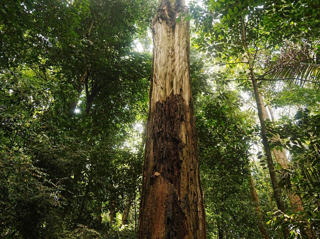FRIM -Forest Research Institute of Malaysia-八打灵再也必去景点
