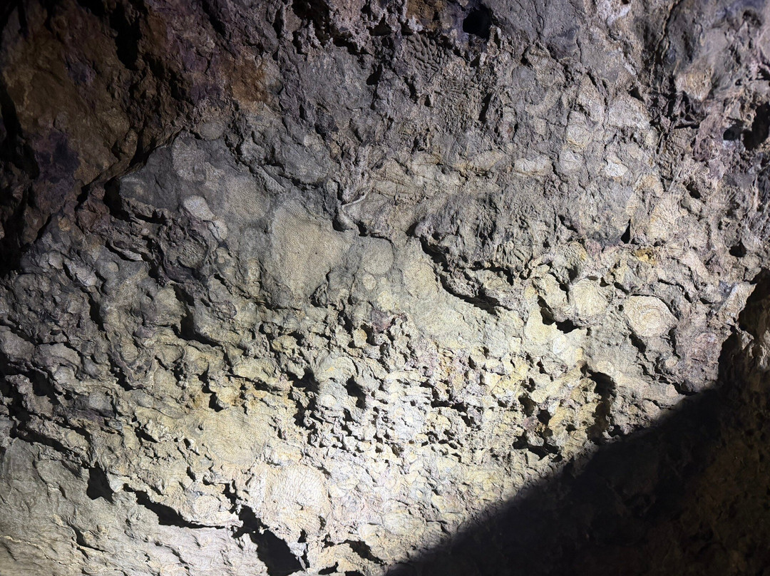 Mole Creek Caves-茉莉溪必去景点