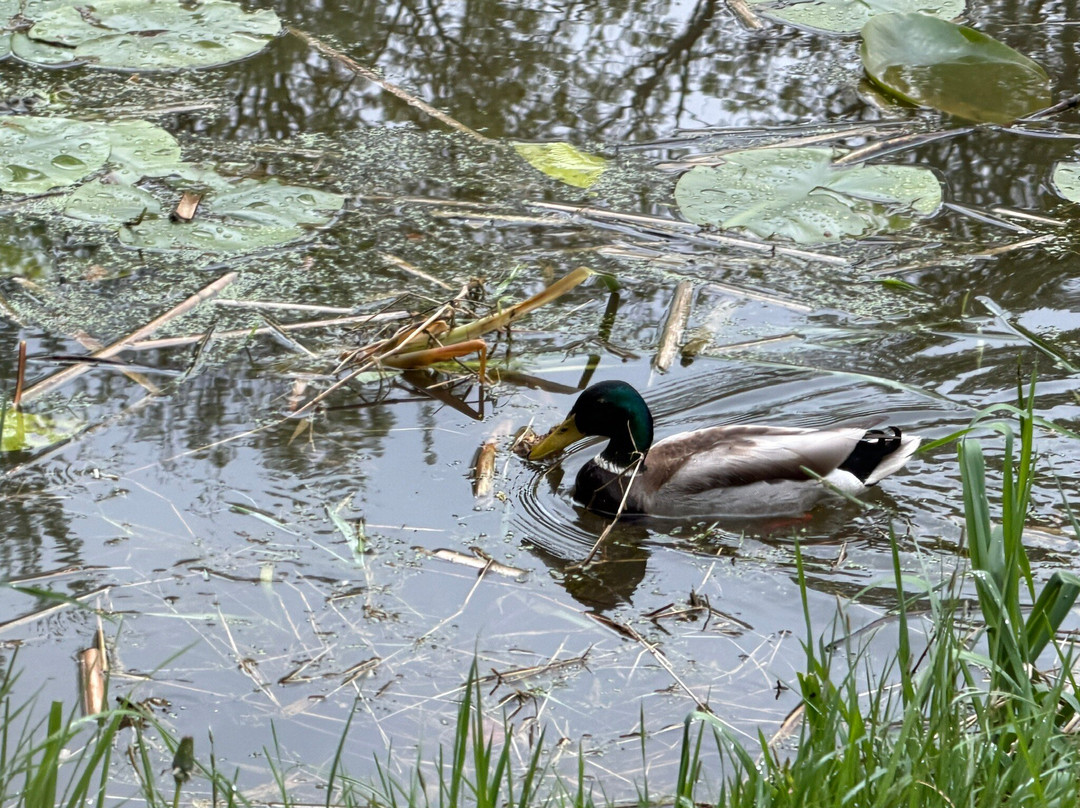Doneraile Wildlife Park-Doneraile必去景点