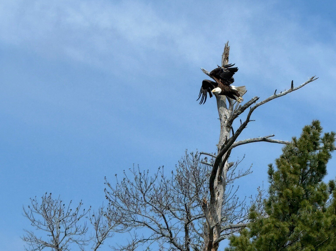 https://www.voyageursnationalparktours.com/-Kabetogama必去景点