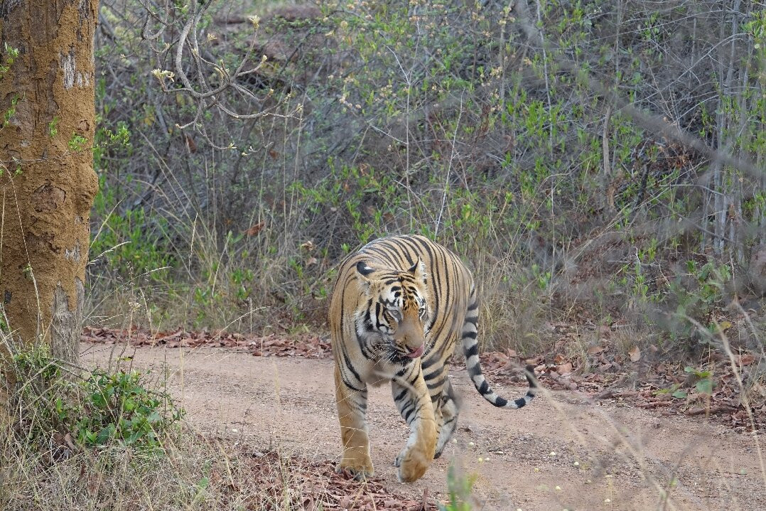 Svasara Jungle Lodge at Tadoba主图