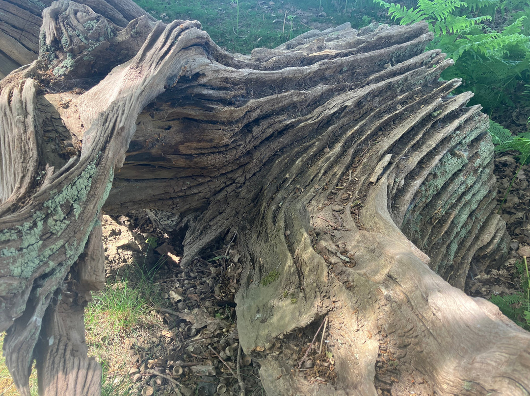 Knole Park-Sevenoaks必去景点