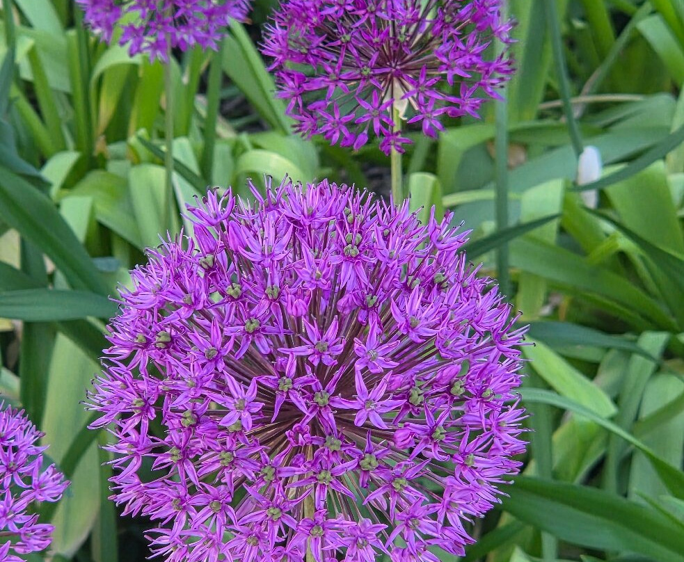Green Bay Botanical Garden-格林贝必去景点