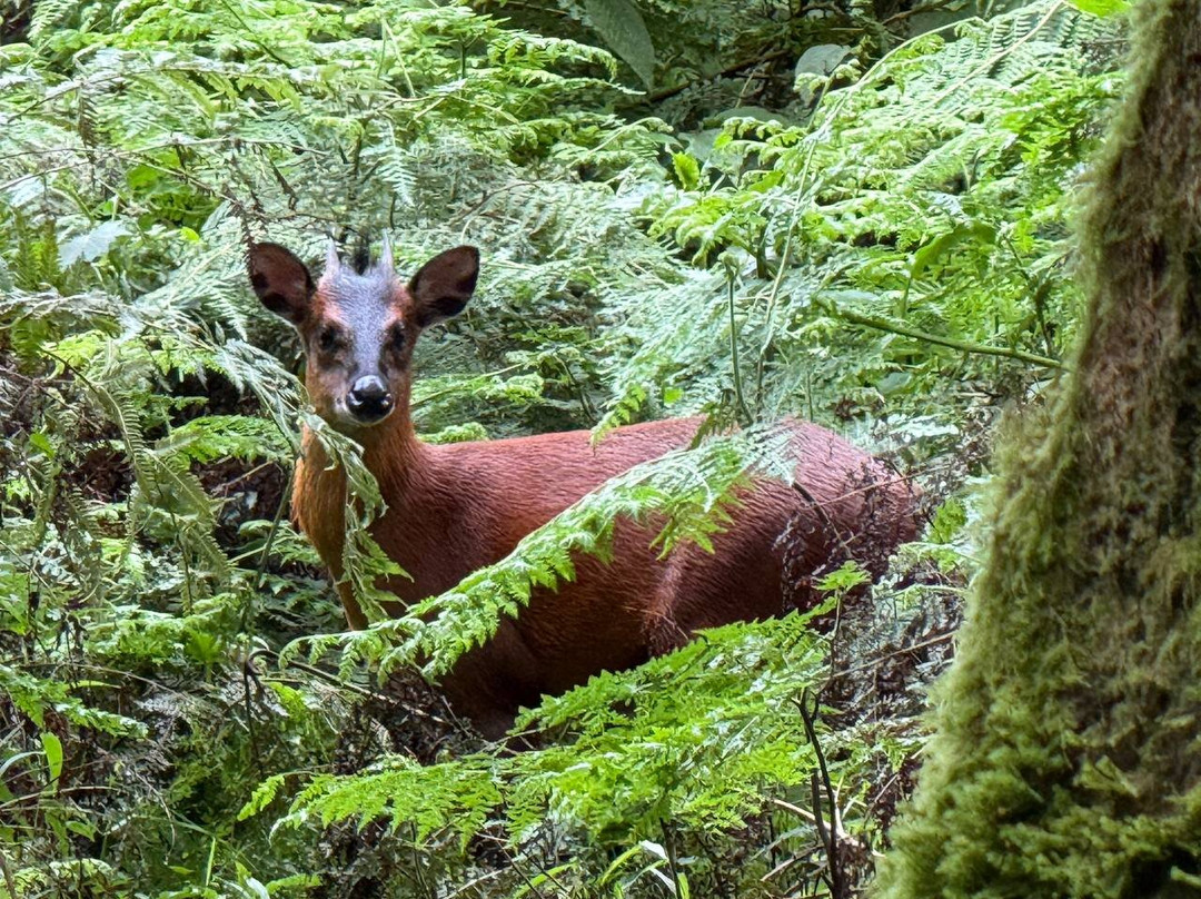 Mgahinga Gorilla National Park-Kisoro必去景点