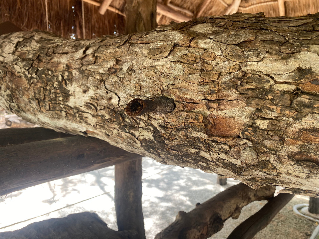 Mayan Bee Sanctuary-San Miguel de Cozumel必去景点