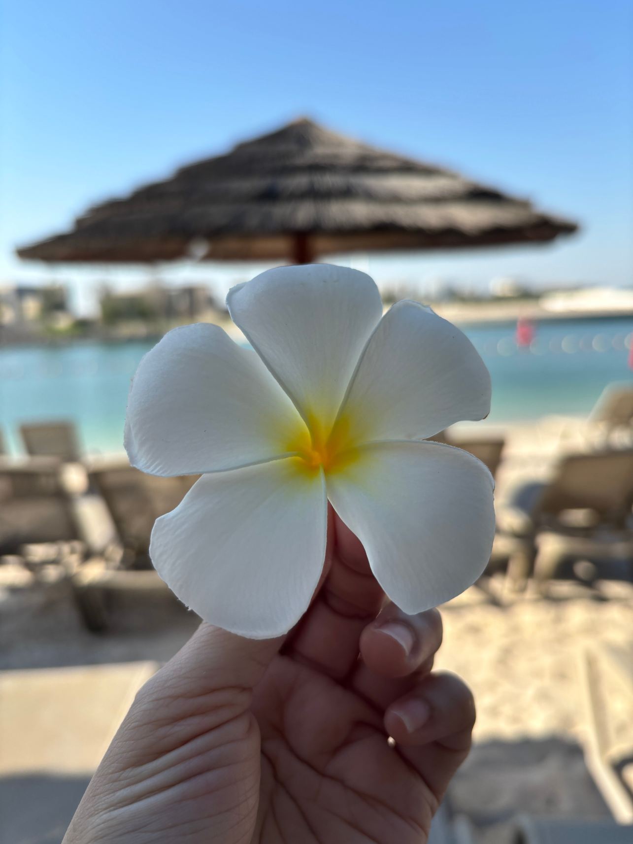 卡莉迪亚皇宫罗塔纳瑞汉酒店-泳池