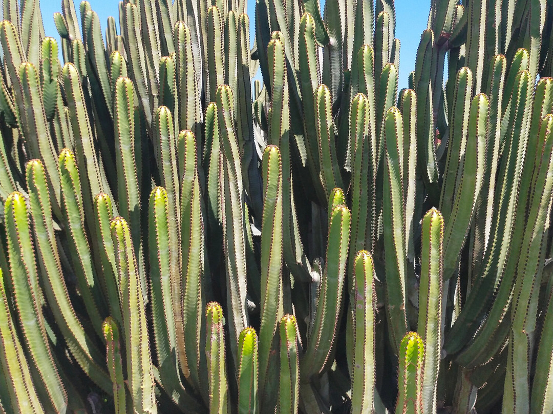 Jardín Botánico Viera y Clavijo-大加那利岛拉斯帕尔马斯必去景点