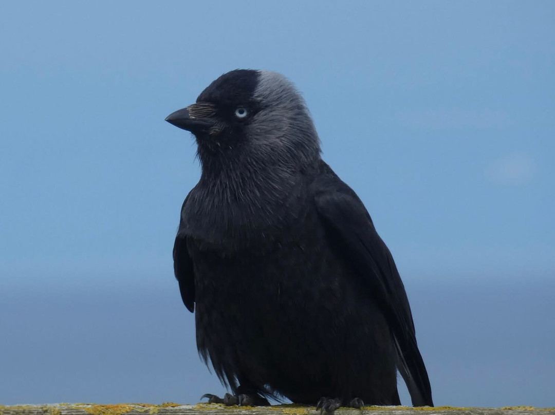 RSPB Bempton Cliffs-Bempton必去景点