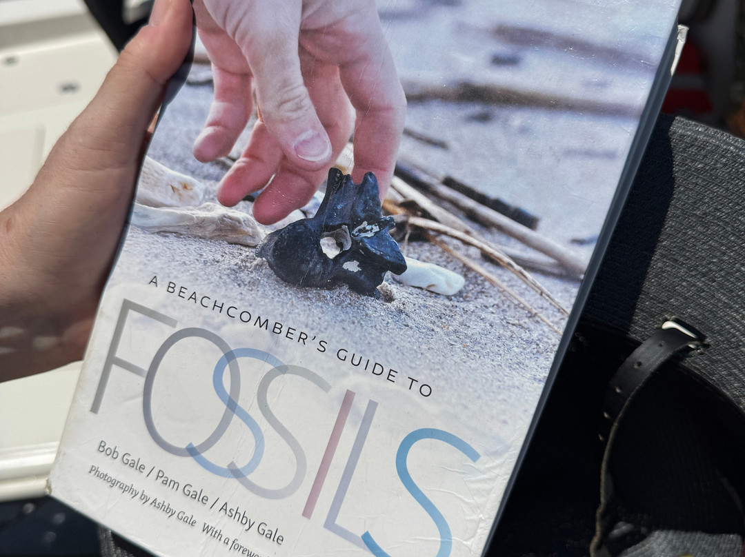 Charleston Fossil Adventures-查尔斯顿必去景点