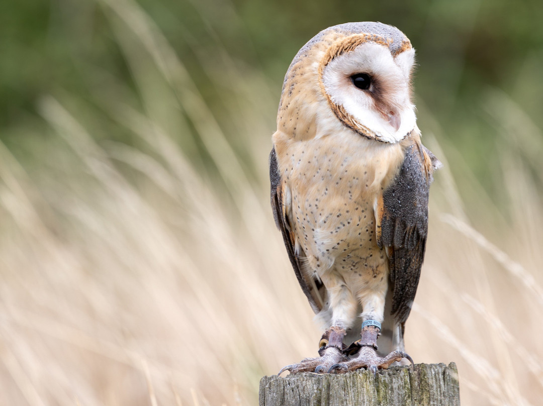Feathers and Fur Falconry Centre-布拉克内尔必去景点
