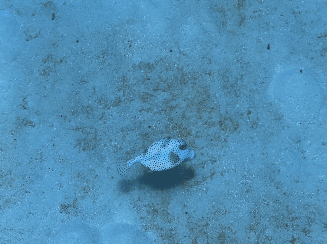 Living The Dream Divers-七哩滩必去景点