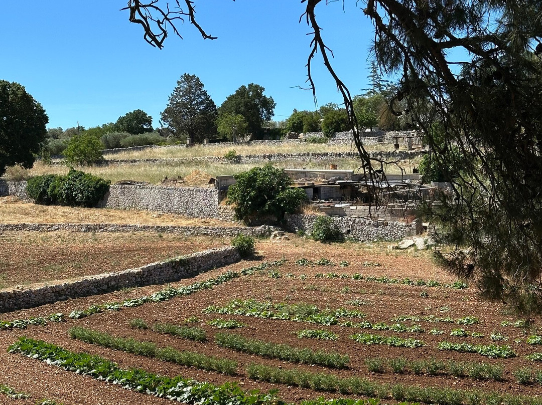Masseria Trulli&Stelle B&B主图