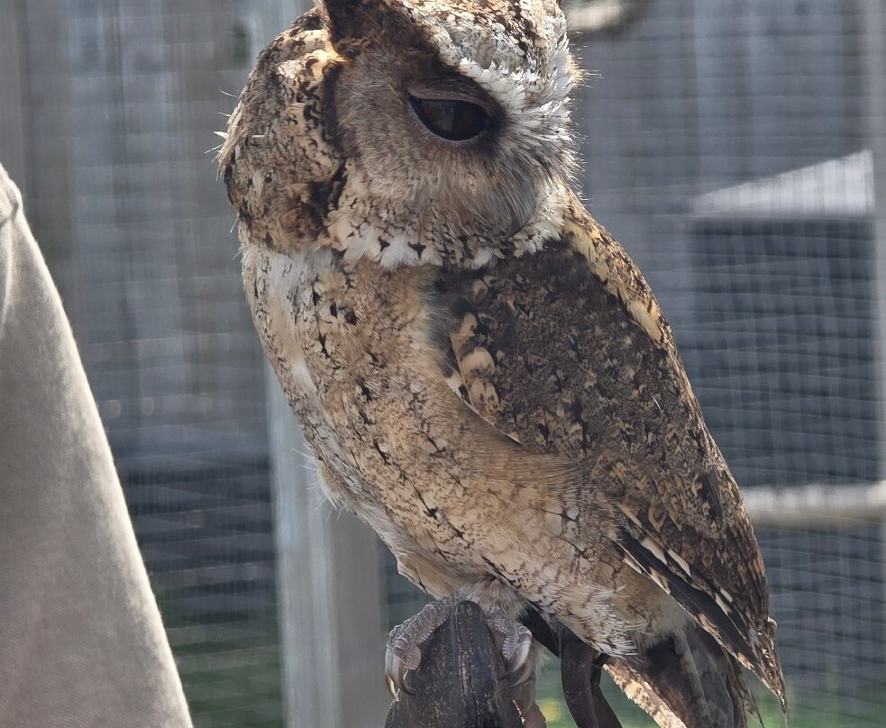 Holmes Chapel Zoo-Holmes Chapel必去景点