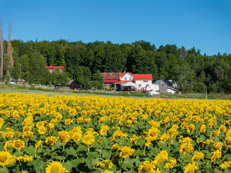 Juniper Farm-La Peche必去景点