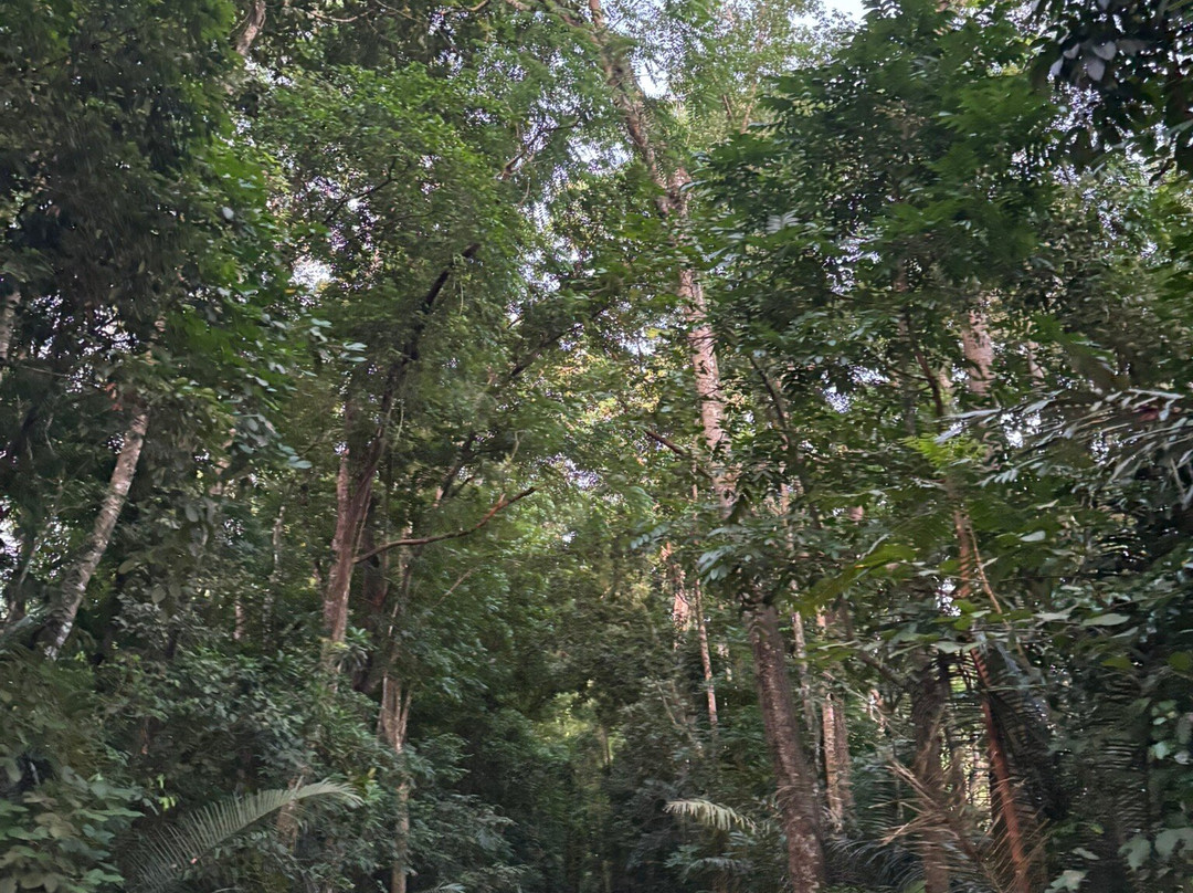 Mount Makiling-Los Banos必去景点