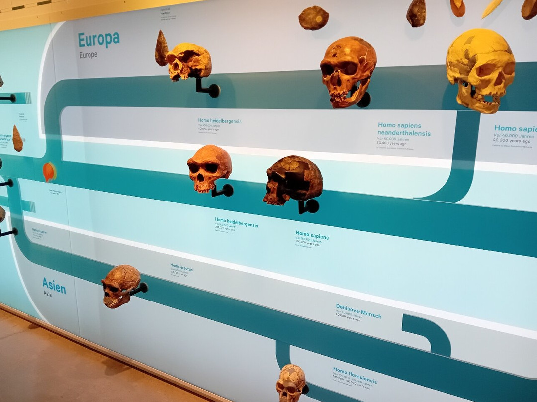 Rheinisches Landesmuseum Bonn-波恩必去景点