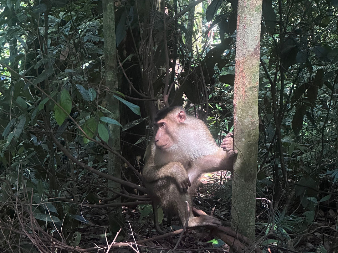 Bukit Lawang Adventure-武吉拉旺必去景点