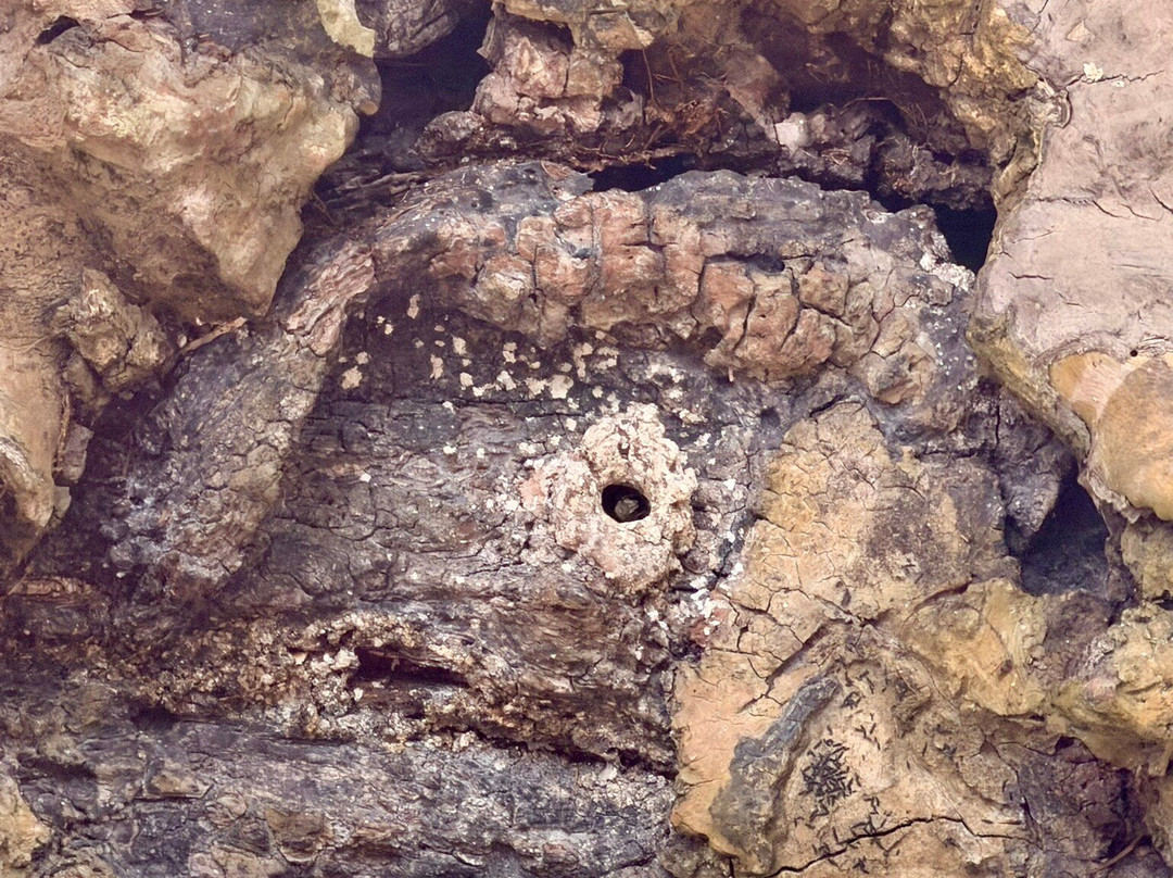 Mayan Bee Sanctuary-San Miguel de Cozumel必去景点