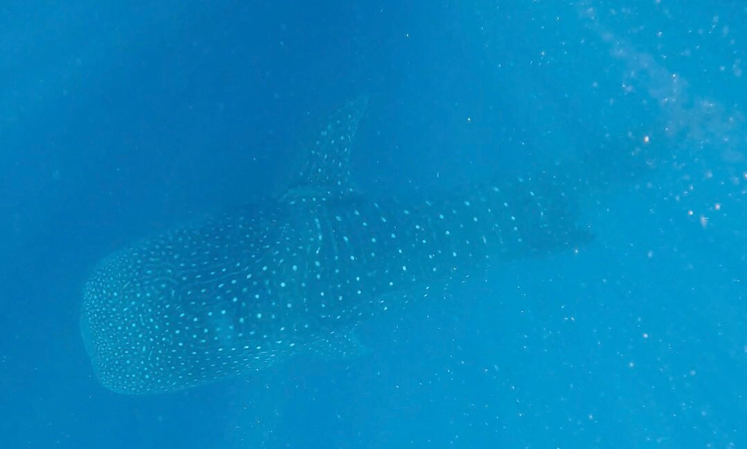 Ningaloo Whaleshark Swim-埃克斯茅斯必去景点