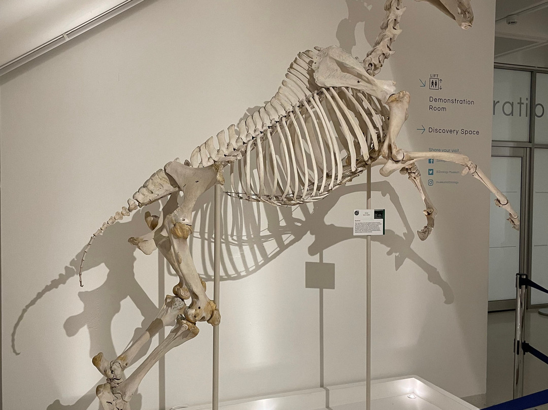 University Museum of Zoology-剑桥必去景点