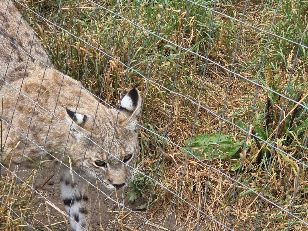 Ark Wildlife Park & Exotic Animal Sanctuary-Stickney必去景点
