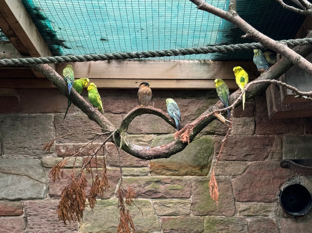 Andy Howeys Birds of Prey Centre-特威德河畔贝里克必去景点