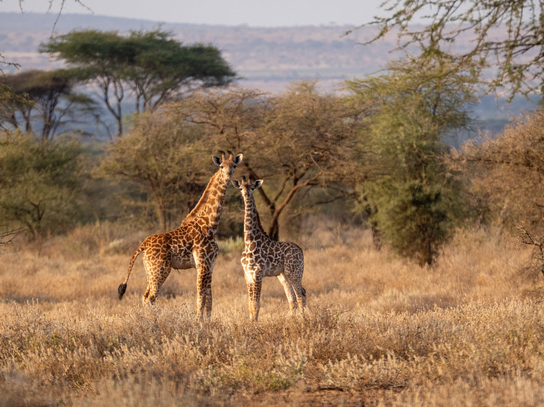Rockland Kenya Safaris-蒙巴萨必去景点