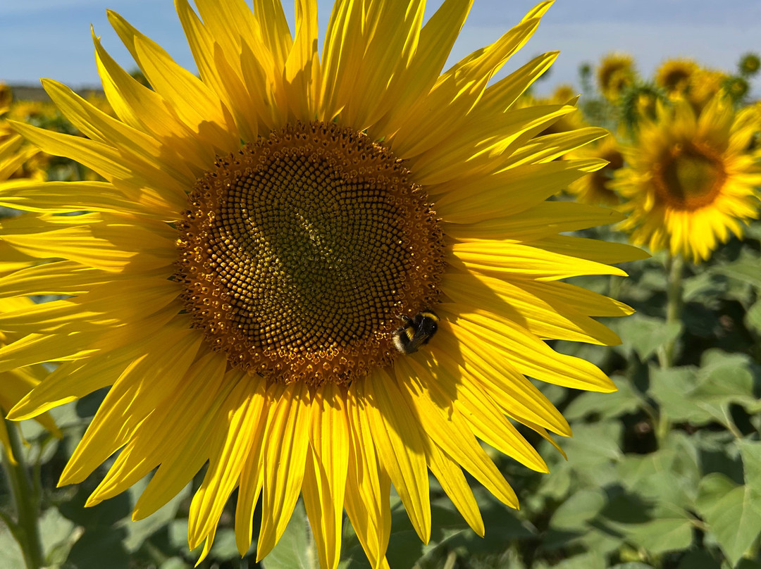 Dorset Sunflower Trail-多切斯特必去景点