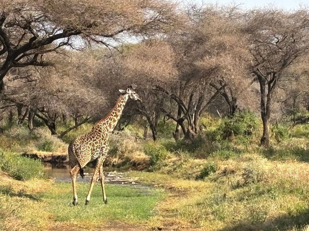 Predators Safari Club-阿鲁沙必去景点