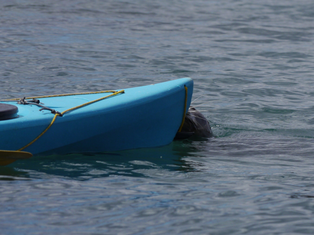 Sea Kayak Devon-达特茅斯必去景点