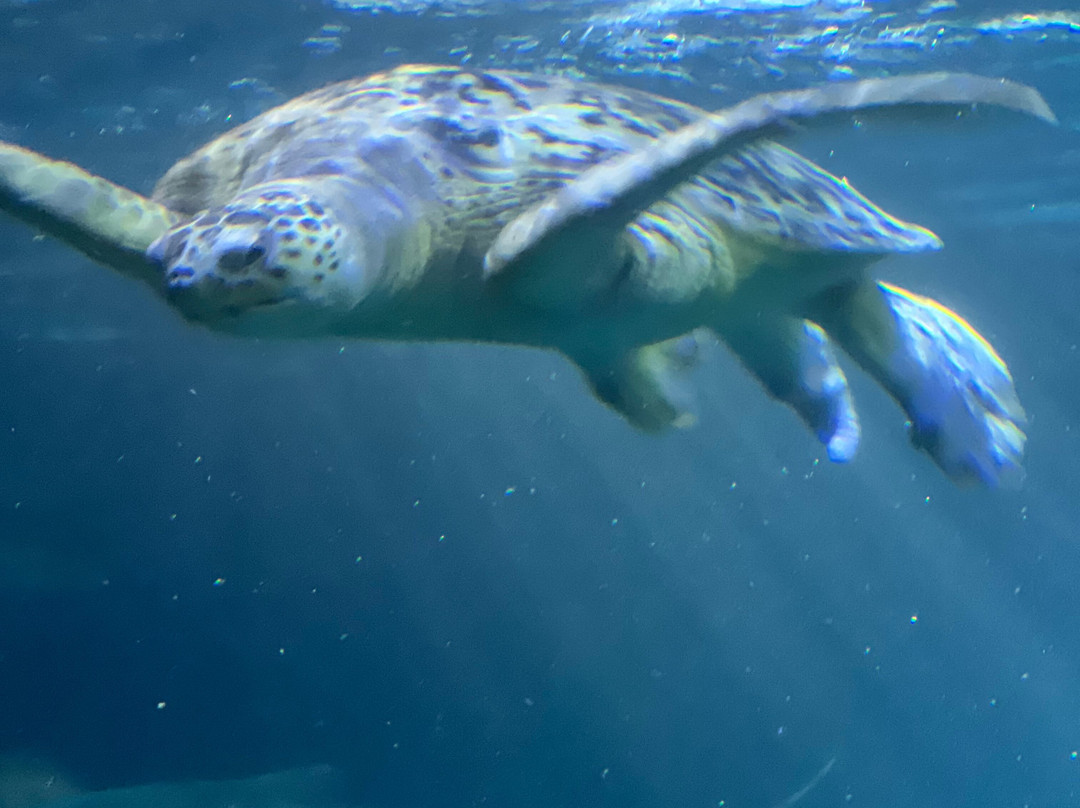 SEA LIFE Speyer-施派尔必去景点