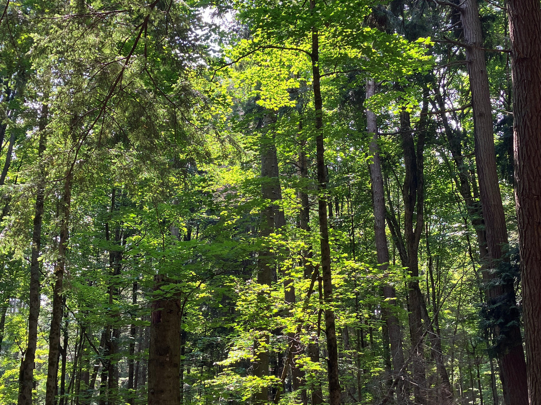 Hartwick Pines State Park-Grayling必去景点