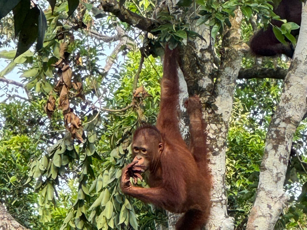 Monica Guide Orangutan Tour-Pangkalan Bun必去景点