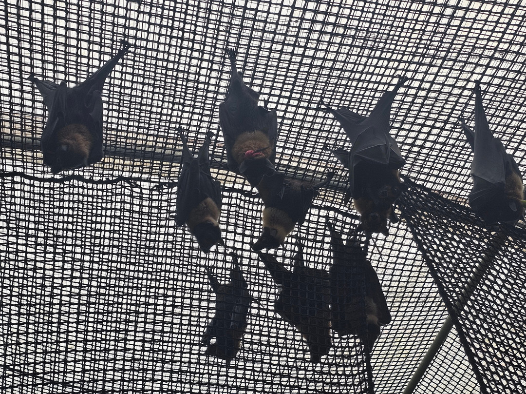 The Bat Hospital Visitor Centre- 阿瑟顿必去景点