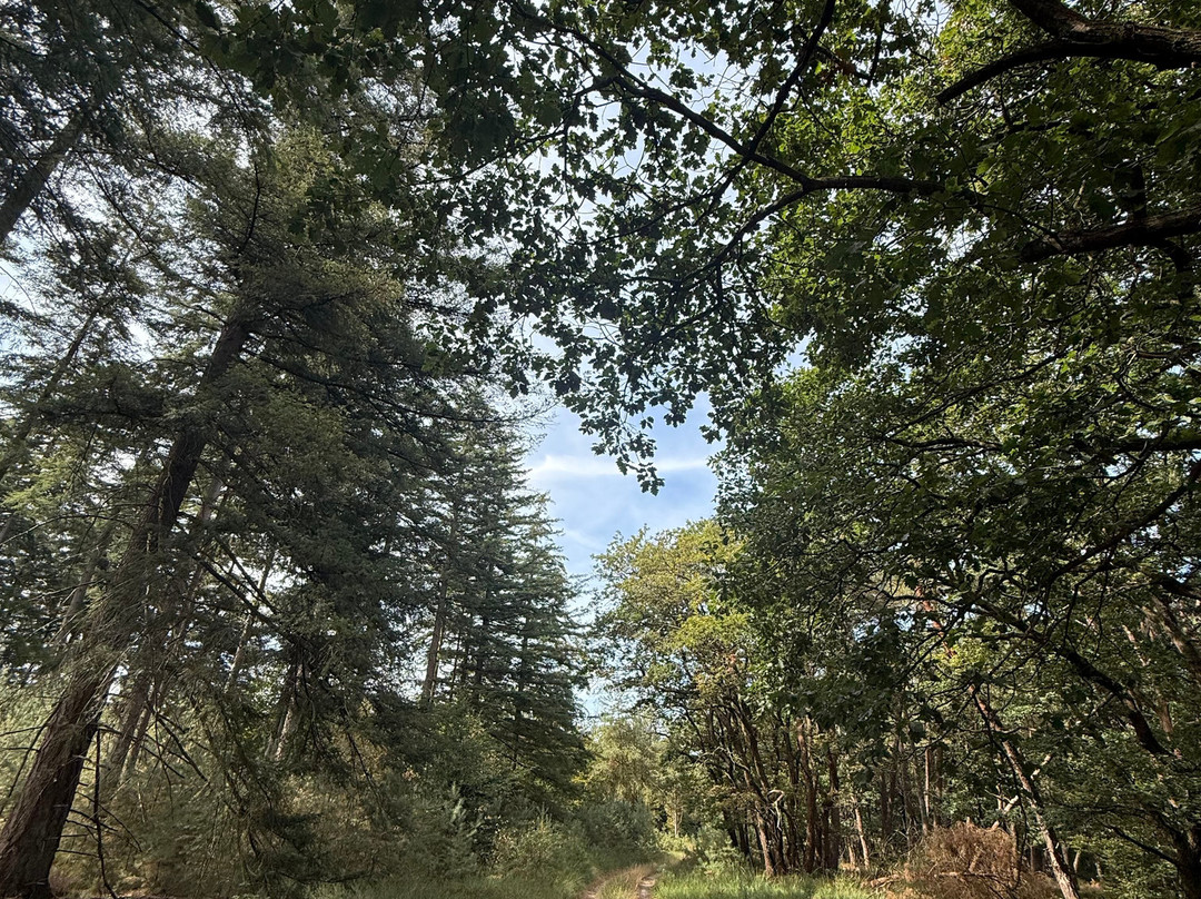Mountainbiken Op De Veluwe-Emst必去景点