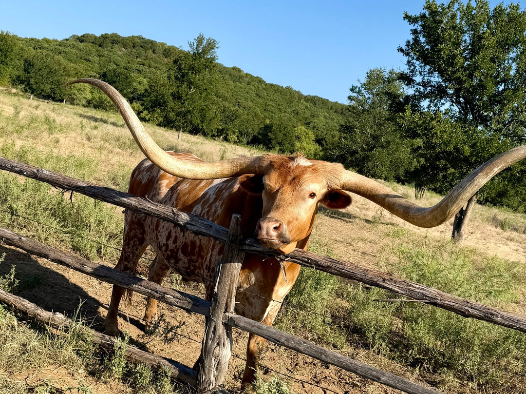 Wildcatter Ranch主图