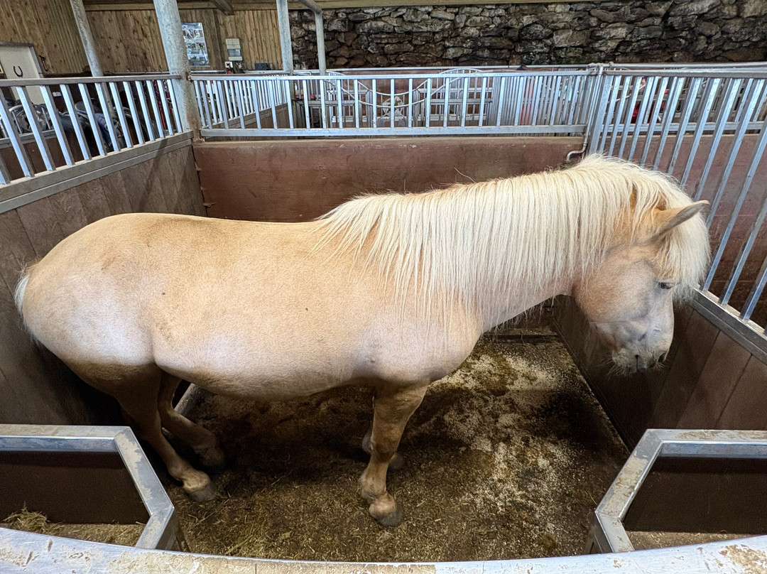 Lysuholl - Horseback riding tours-Snaefellsbaer必去景点
