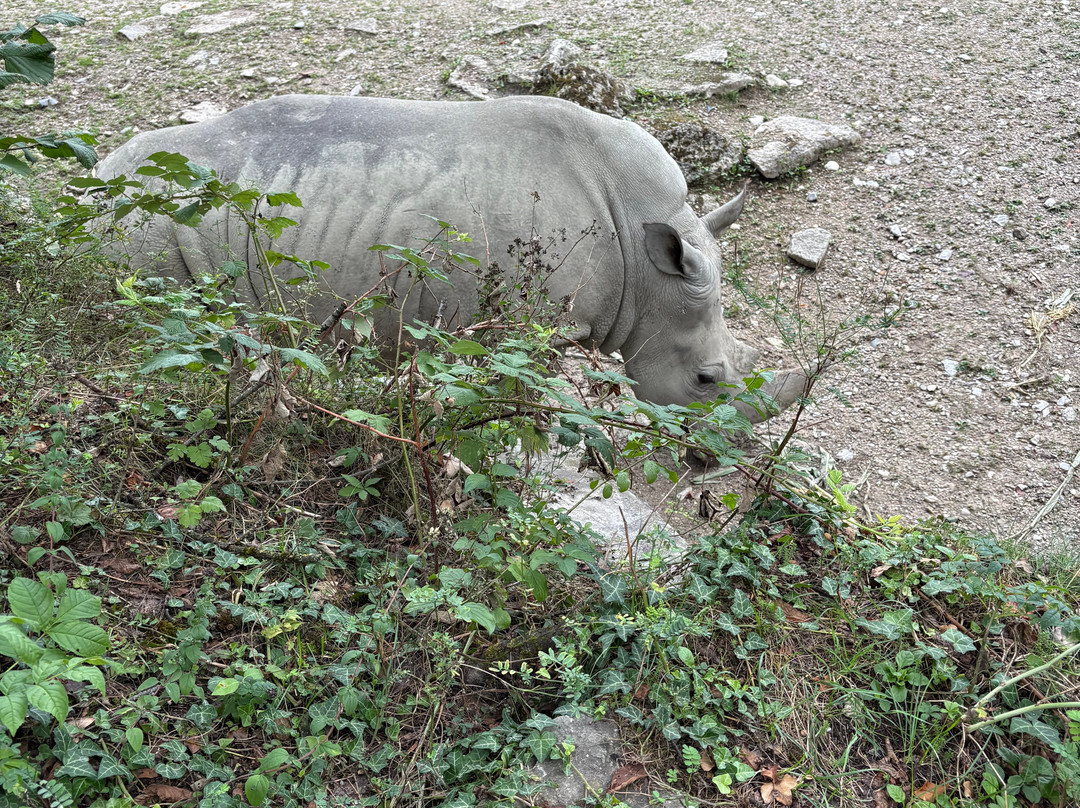 Zoo Salzburg-安妮夫必去景点