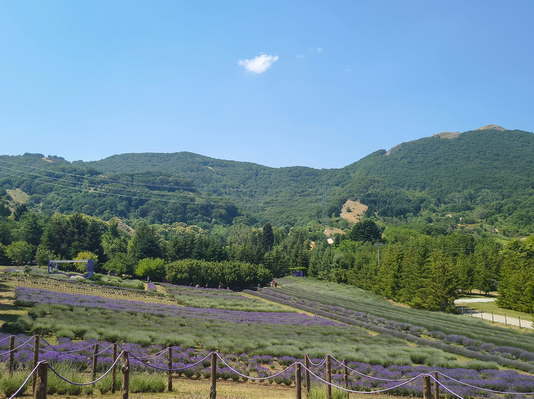 Parco Della Lavanda-Campotenese必去景点