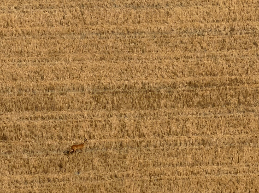 Poderino il Sole