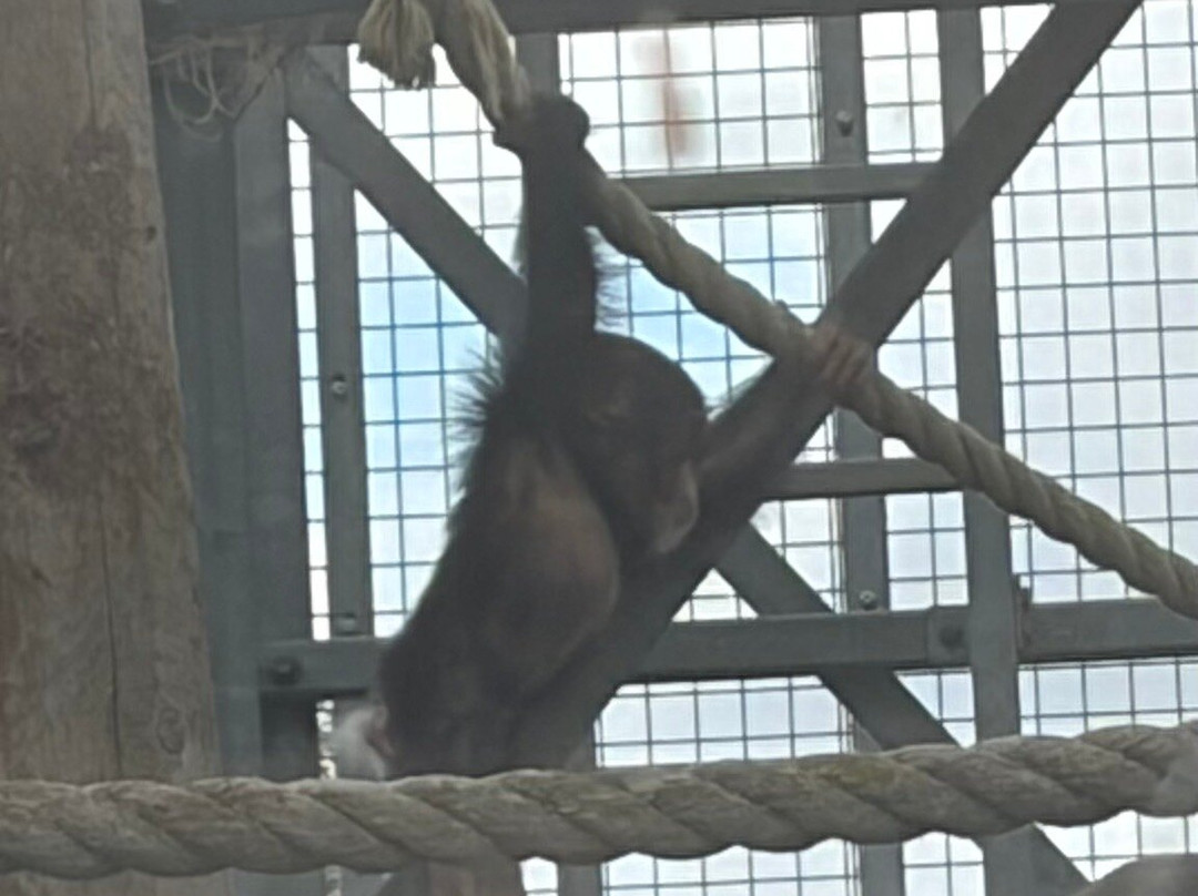Colchester Zoo-科尔切斯特必去景点
