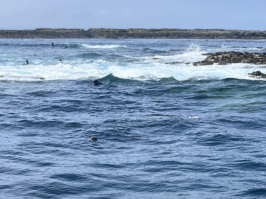 Serenity Farne Island Boat Tours-Seahouses必去景点
