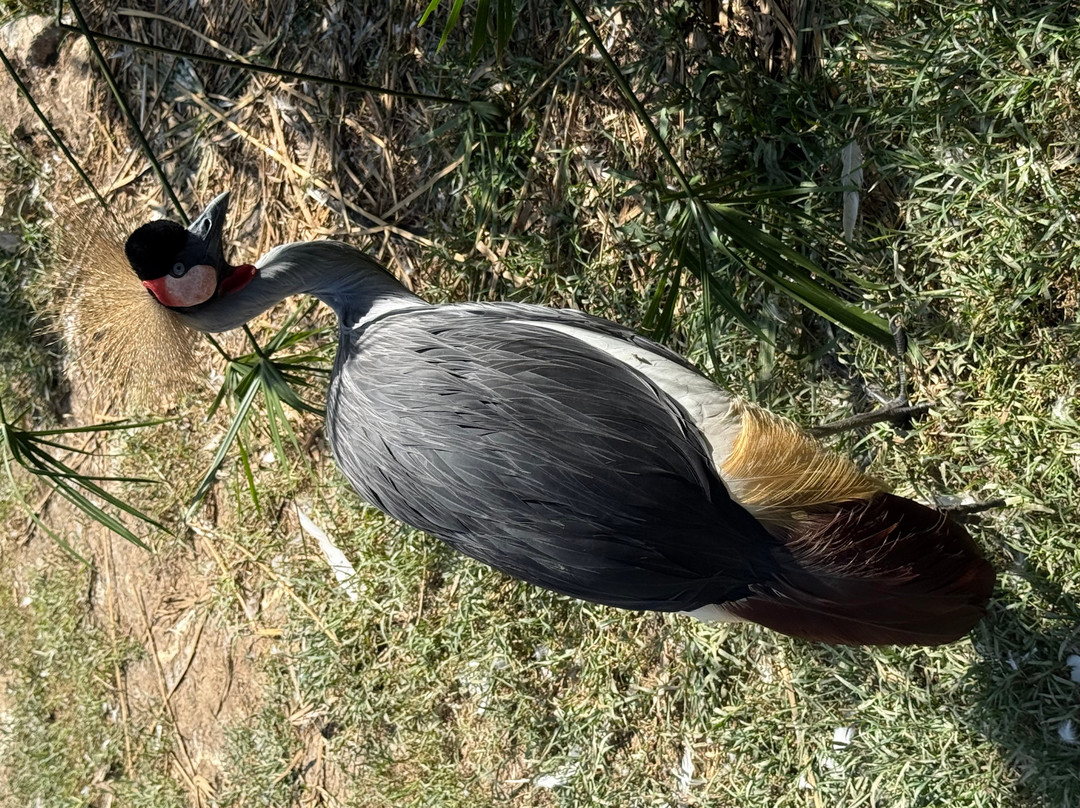 Zoo De Santillana Del Mar-海边的散提亚拿必去景点